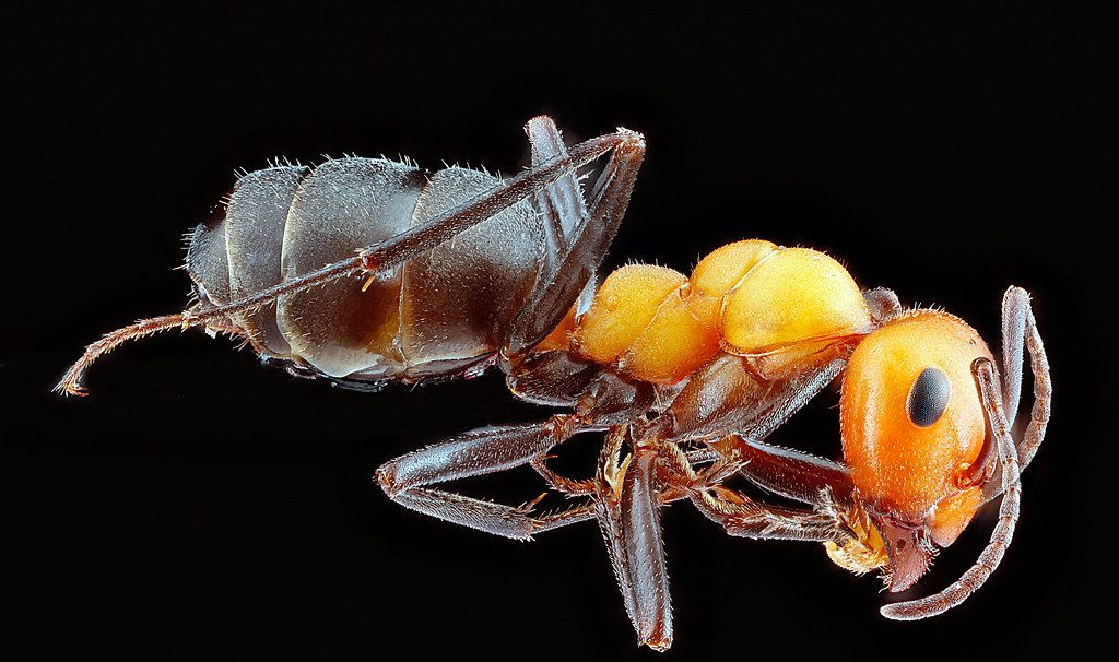 Ant Control service in Farmington Hills, MI