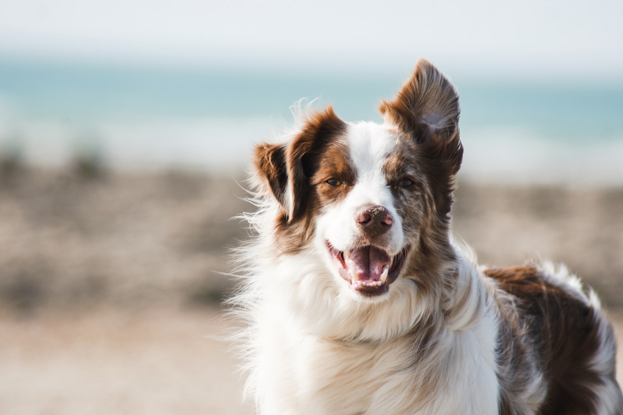 Flea & Tick Control service in Farmington Hills, MI