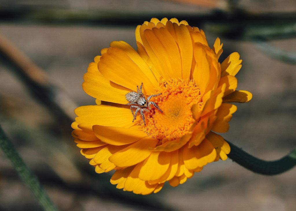 Spider Control service in Farmington Hills, MI
